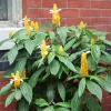 Golden Shrimp Plant Live Plant – Pachystachys Lutea – 4-6" Tall – Tropical Flowering Houseplant - Image 1