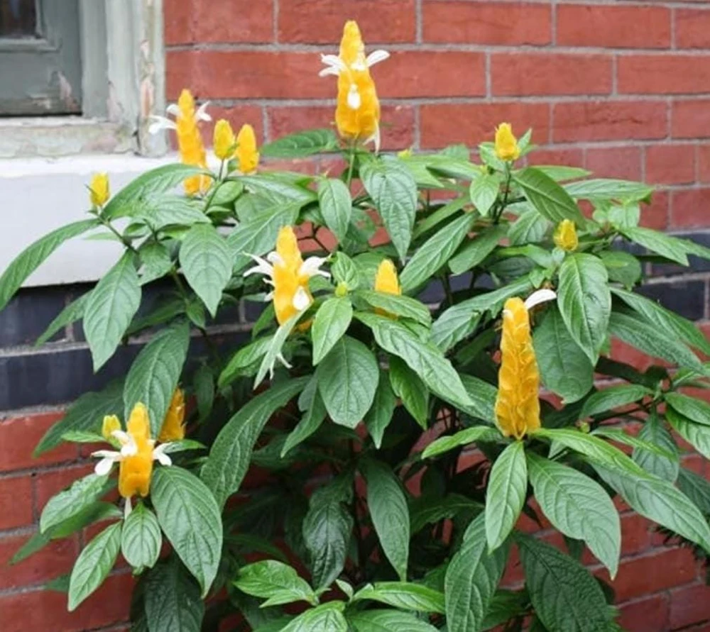 Golden Shrimp Plant Live Plant – Pachystachys Lutea – 4-6" Tall – Tropical Flowering Houseplant - Image 1