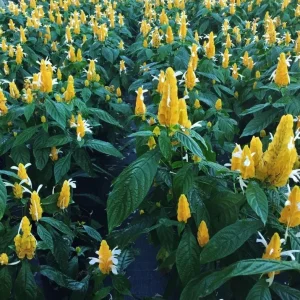 Golden Shrimp Plant Live Plant – Pachystachys Lutea – 4-6