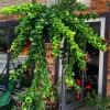 Goldfish Lipstick Plant Live Plant - Aeschynanthus Radicans 'Rasta' - 3" Pot - Indoor Trailing Vine - Image 1