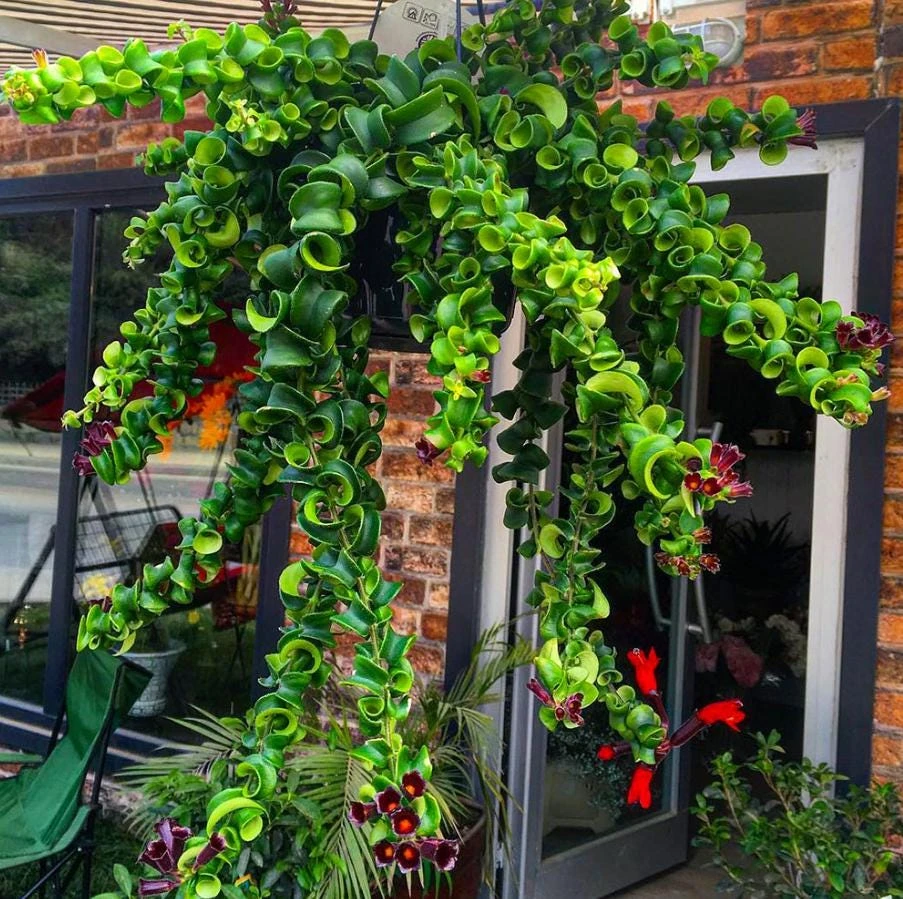 Goldfish Lipstick Plant Live Plant - Aeschynanthus Radicans 'Rasta' - 3" Pot - Indoor Trailing Vine - Image 1