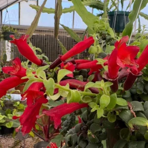 Goldfish Lipstick Plant Live Plant - Aeschynanthus Radicans 'Rasta' - 3