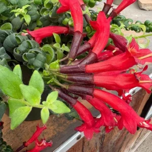 Goldfish Lipstick Plant Live Plant - Aeschynanthus Radicans 'Rasta' - 3