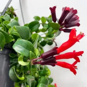Goldfish Lipstick Plant Live Plant - Aeschynanthus Radicans 'Rasta' - 3