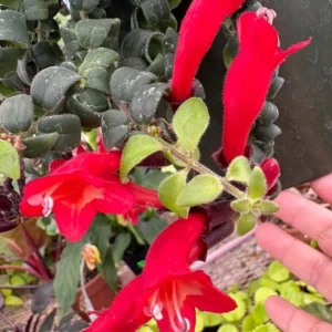 Goldfish Lipstick Plant Live Plant - Aeschynanthus Radicans 'Rasta' - 3