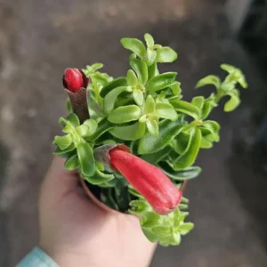 Goldfish Lipstick Plant Live Plant - Aeschynanthus Radicans 'Rasta' - 3
