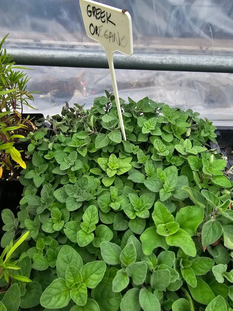Greek Oregano Live Plant – 2.5 inch Pot – Culinary Herb - Image 2