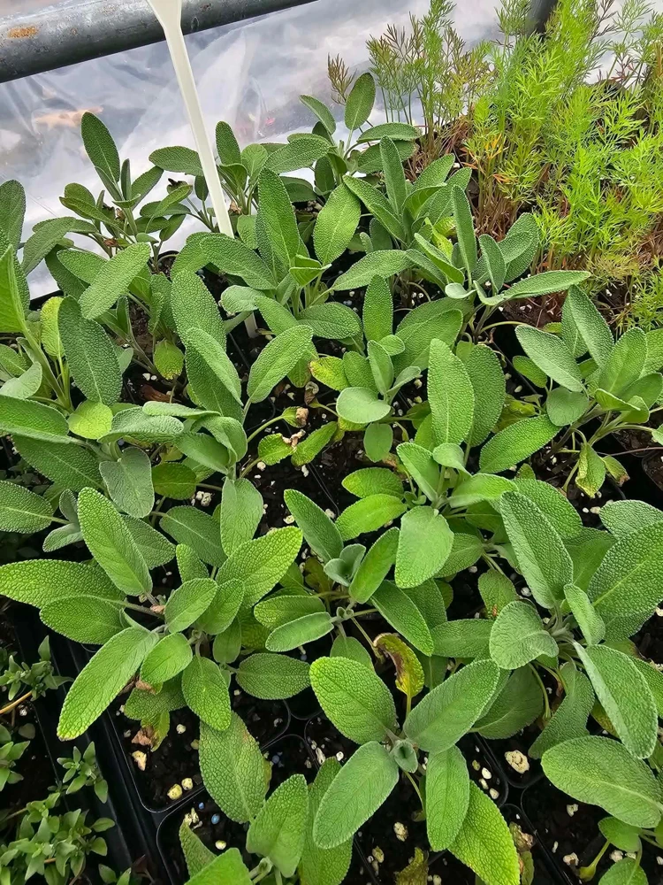 Greek Oregano Live Plant – 2.5 inch Pot – Culinary Herb - Image 1
