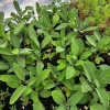 Greek Oregano Live Plant – 2.5 inch Pot – Culinary Herb - Image 1