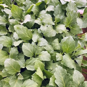 Green Thai Eggplant Small Live Seedlings - 4 Pack (Solanum melongena) - Image 2