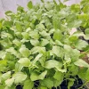 Green Thai Eggplant Small Live Seedlings - 4 Pack (Solanum melongena) - Image 1