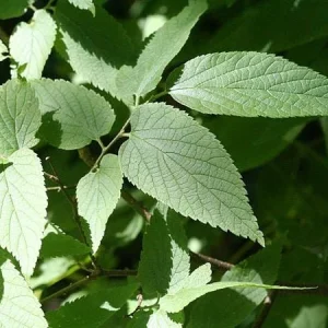 Hackberry Tree Live Plant - Celtis occidentalis - 4