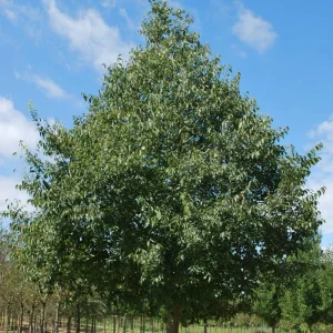 Hackberry Tree Live Plant - Celtis occidentalis - 4