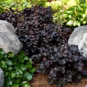 Heuchera 'Black Night' Coral Bells Live Plant – Dark Foliage Perennial – 4