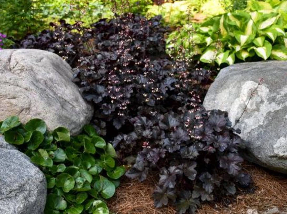 Heuchera 'Black Night' Coral Bells Live Plant – Dark Foliage Perennial – 4" Pot - Image 2