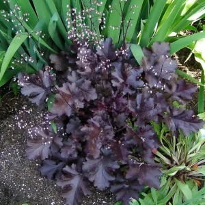 Heuchera 'Black Night' Coral Bells Live Plant – Dark Foliage Perennial – 4