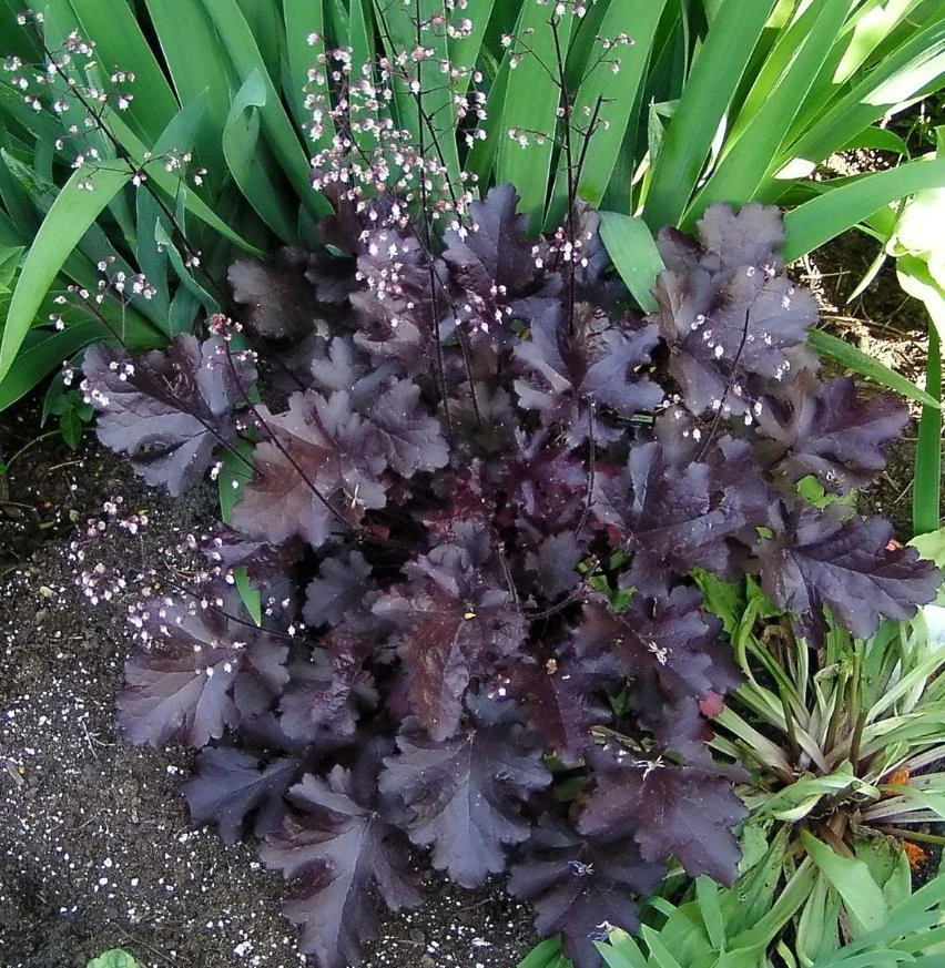Heuchera 'Black Night' Coral Bells Live Plant – Dark Foliage Perennial – 4" Pot - Image 3