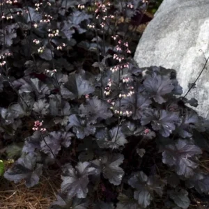 Heuchera 'Black Night' Coral Bells Live Plant – Dark Foliage Perennial – 4
