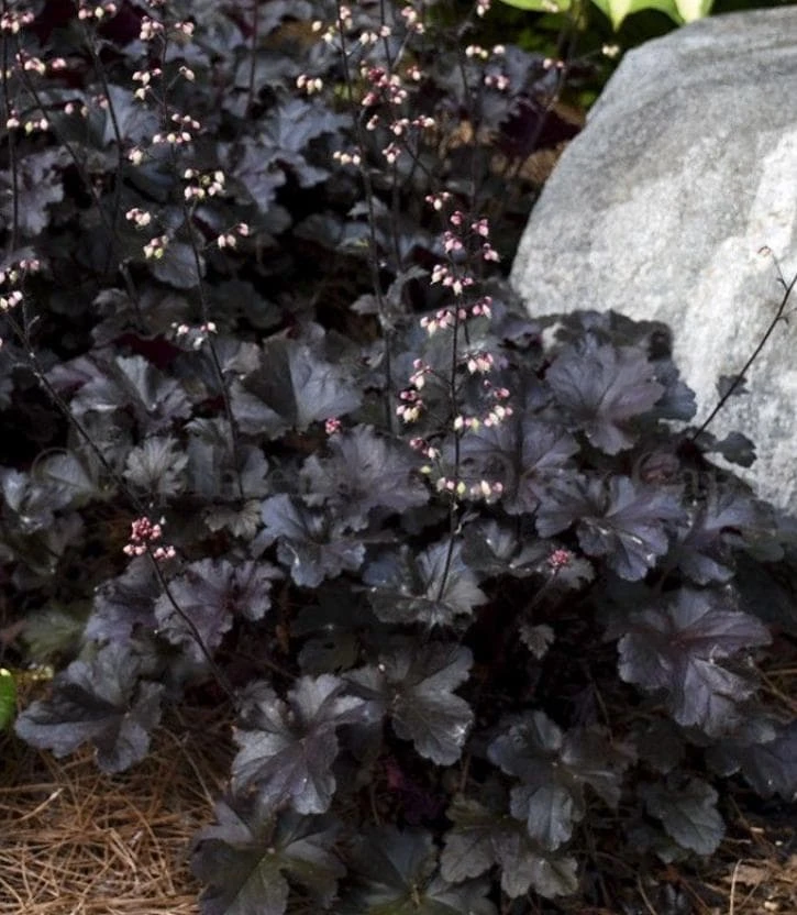 Heuchera 'Black Night' Coral Bells Live Plant – Dark Foliage Perennial – 4" Pot - Image 4