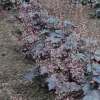 Heuchera 'Black Night' Coral Bells Live Plant – Dark Foliage Perennial – 4" Pot - Image 1