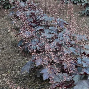 Heuchera 'Black Night' Coral Bells Live Plant – Dark Foliage Perennial – 4