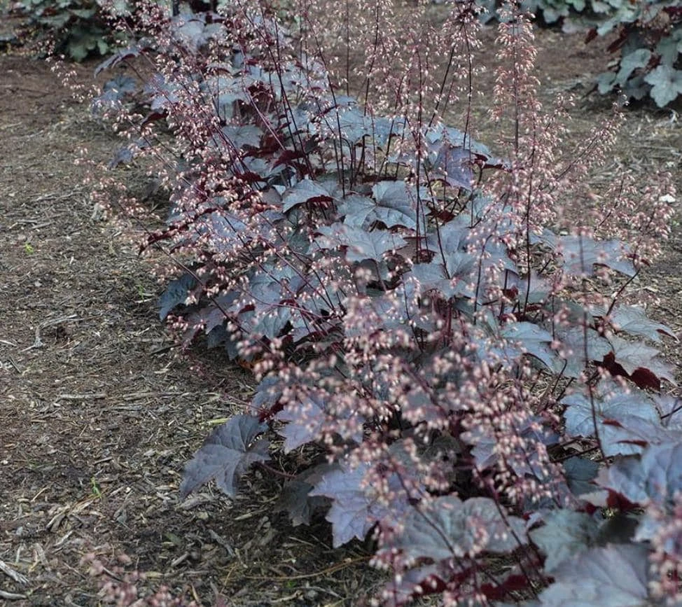Heuchera 'Black Night' Coral Bells Live Plant – Dark Foliage Perennial – 4" Pot - Image 1