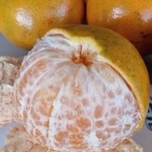 Honey Tangerine Seeds - 5 Pack - Sweet Citrus Fruit Tree Seeds for Outdoor Planting - Image 2