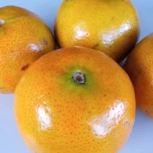 Honey Tangerine Seeds - 5 Pack - Sweet Citrus Fruit Tree Seeds for Outdoor Planting - Image 3