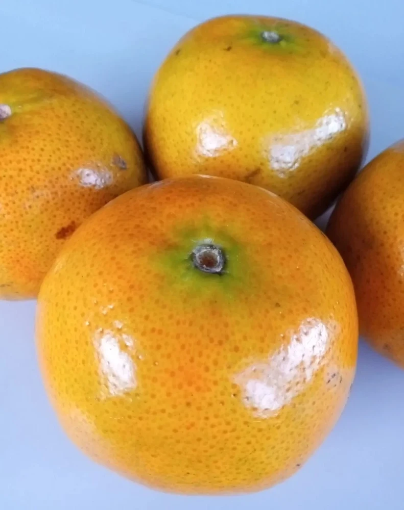 Honey Tangerine Seeds - 5 Pack - Sweet Citrus Fruit Tree Seeds for Outdoor Planting - Image 3
