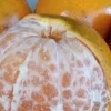 Honey Tangerine Seeds - 5 Pack - Sweet Citrus Fruit Tree Seeds for Outdoor Planting - Image 1