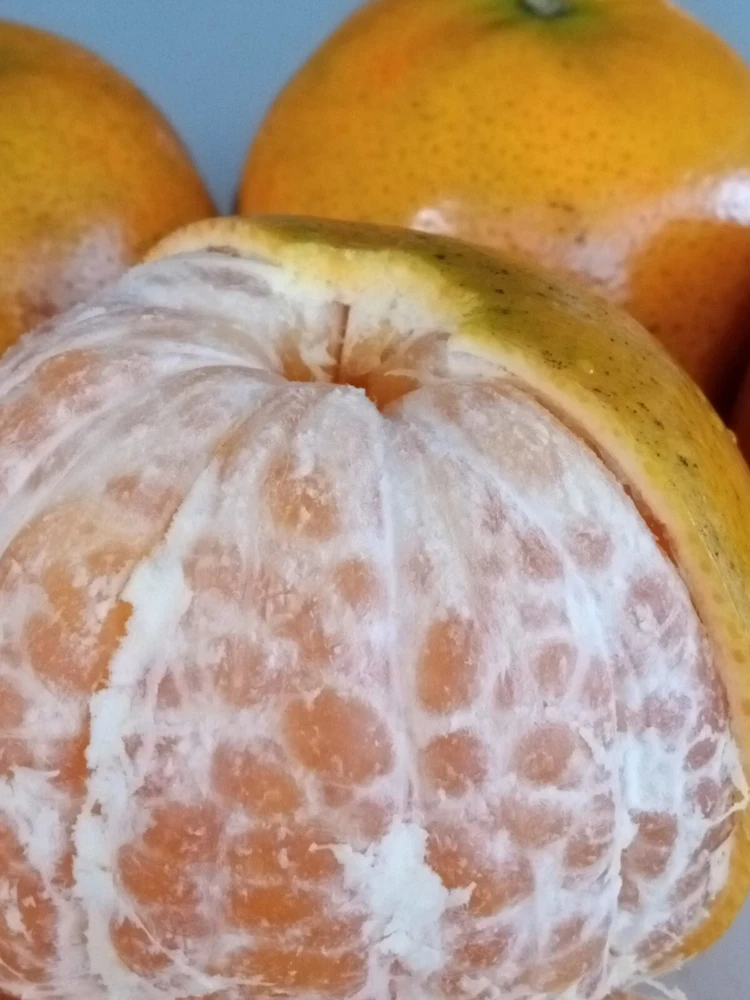 Honey Tangerine Seeds - 5 Pack - Sweet Citrus Fruit Tree Seeds for Outdoor Planting - Image 1