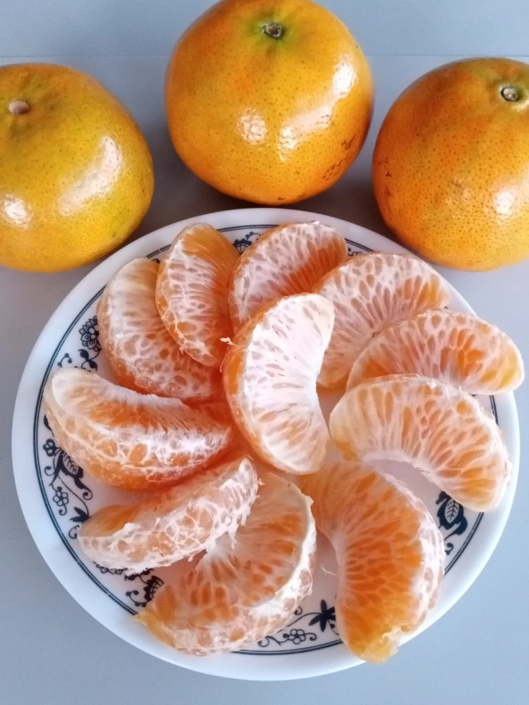 Honey Tangerine Seeds - 5 Pack - Sweet Citrus Fruit Tree Seeds for Outdoor Planting - Image 4