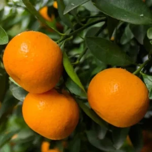 Honey Tangerine Seeds - 5 Pack - Sweet Citrus Fruit Tree Seeds for Outdoor Planting - Image 6