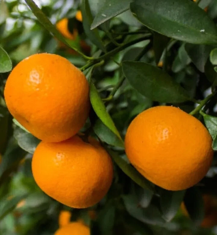 Honey Tangerine Seeds - 5 Pack - Sweet Citrus Fruit Tree Seeds for Outdoor Planting - Image 6