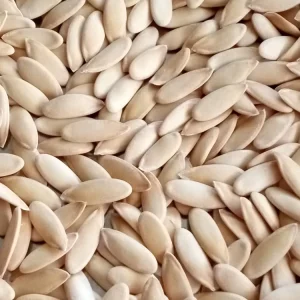 Honeydew Melon Seeds - 50+ Organic Edible Fruit Seeds for Outdoor Planting - Image 4