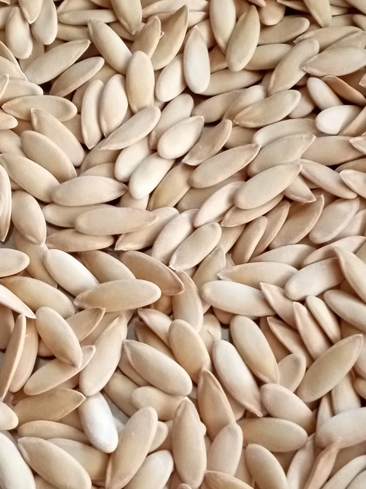 Honeydew Melon Seeds - 50+ Organic Edible Fruit Seeds for Outdoor Planting - Image 4