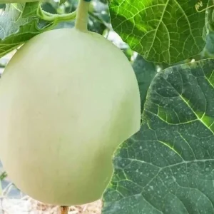 Honeydew Melon Seeds - 50+ Organic Edible Fruit Seeds for Outdoor Planting - Image 1