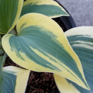 Hosta 'Autumn Frost' Live Plant - Variegated Perennial Plantain Lily - 1 Bare Root - Image 2