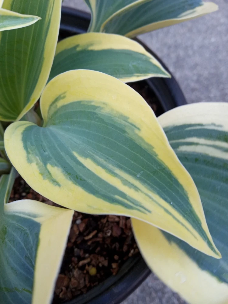 Hosta 'Autumn Frost' Live Plant - Variegated Perennial Plantain Lily - 1 Bare Root - Image 2