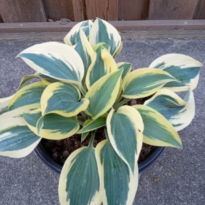 Hosta 'Autumn Frost' Live Plant - Variegated Perennial Plantain Lily - 1 Bare Root - Image 3