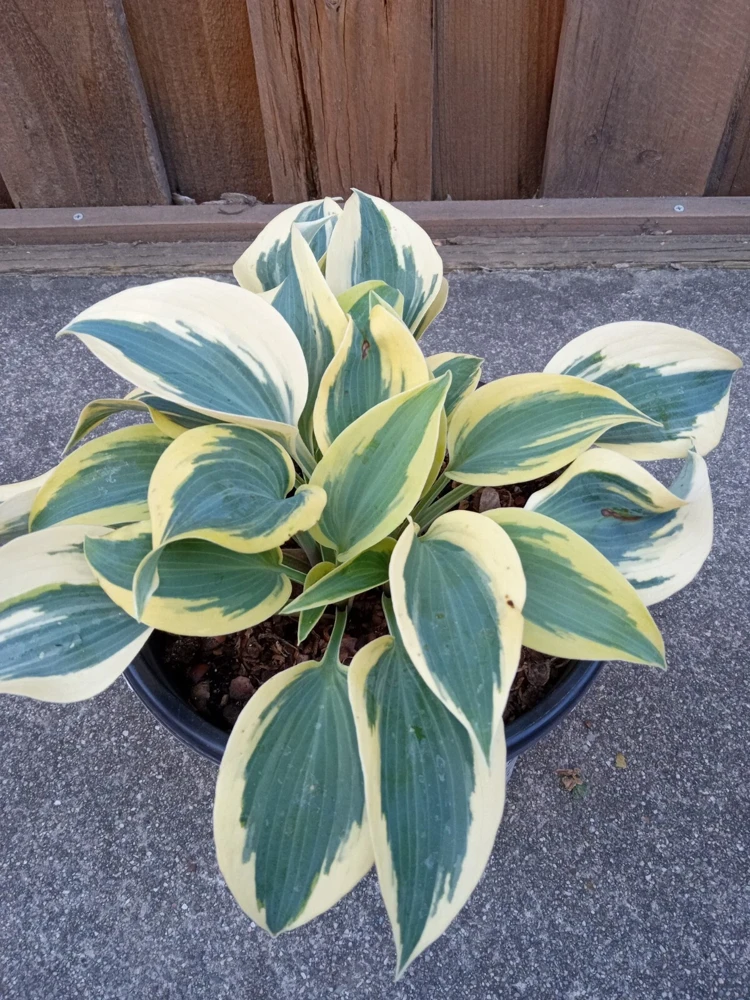Hosta 'Autumn Frost' Live Plant - Variegated Perennial Plantain Lily - 1 Bare Root - Image 3