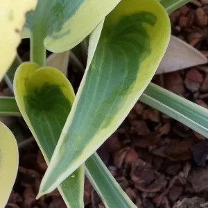 Hosta 'Autumn Frost' Live Plant - Variegated Perennial Plantain Lily - 1 Bare Root - Image 4