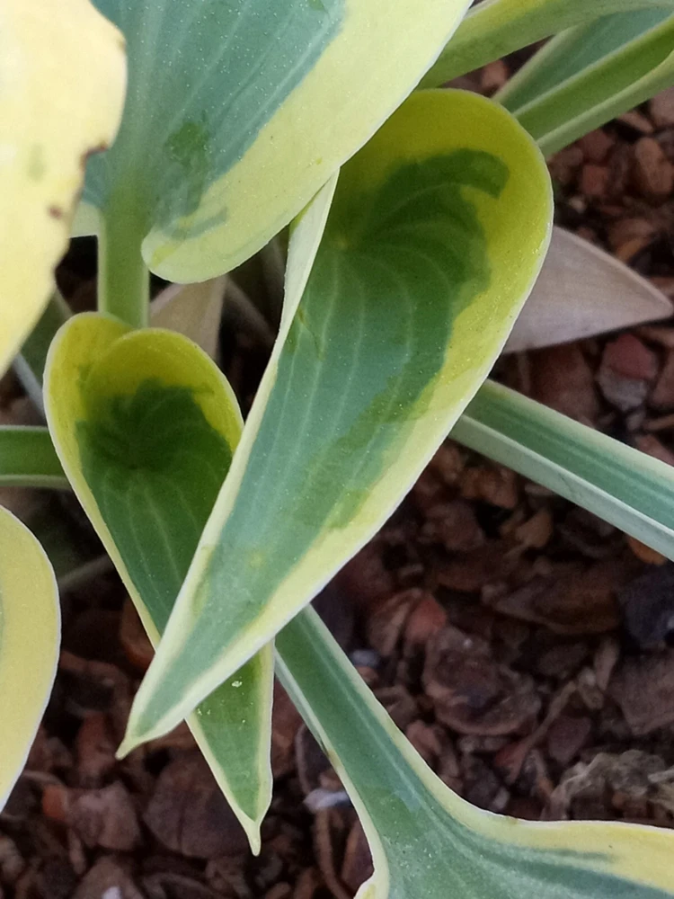 Hosta 'Autumn Frost' Live Plant - Variegated Perennial Plantain Lily - 1 Bare Root - Image 4