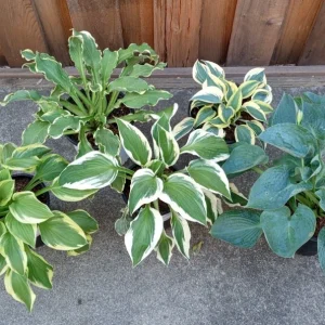 Hosta 'Autumn Frost' Live Plant - Variegated Perennial Plantain Lily - 1 Bare Root - Image 5