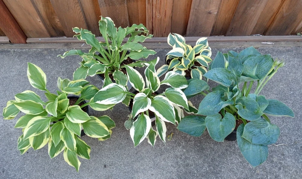 Hosta 'Autumn Frost' Live Plant - Variegated Perennial Plantain Lily - 1 Bare Root - Image 5