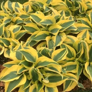 Hosta 'Autumn Frost' Live Plant - Variegated Perennial Plantain Lily - 1 Bare Root - Image 6