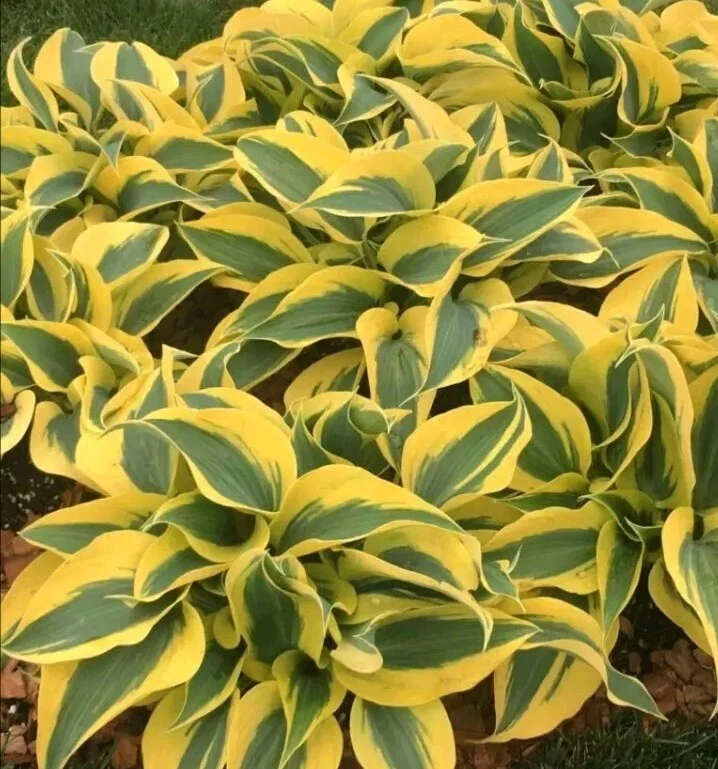 Hosta 'Autumn Frost' Live Plant - Variegated Perennial Plantain Lily - 1 Bare Root - Image 6