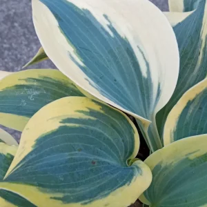 Hosta 'Autumn Frost' Live Plant - Variegated Perennial Plantain Lily - 1 Bare Root - Image 1
