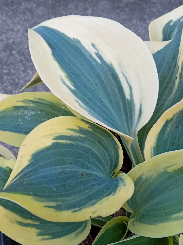 Hosta 'Autumn Frost' Live Plant - Variegated Perennial Plantain Lily - 1 Bare Root - Image 1