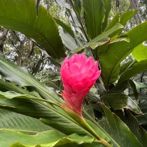 Hot Pink Ginger Plant – Live Tropical Flowering Ginger – 3-6